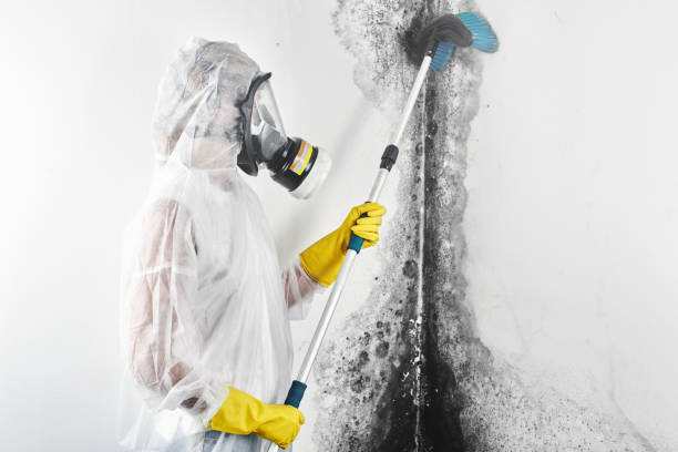 Best Basement Mold Removal  in Dunlap, IN